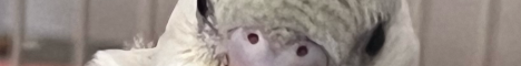 Gibbyclonque banner